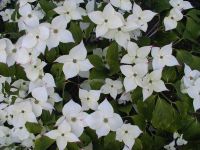 Cornus kousa Chinensis - Weisser Blumenhartriegel Pflanze