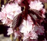 Prunus serrulata Royal Burgundy - Rotlaubige Nelkenkirschen Baum