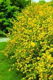 Kerria japonica Pleniflora - Gef�llter Ranunkelstrauch Pflanze