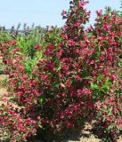 Weigela New Port Red - Rote Weigelien Pflanze