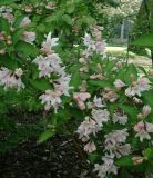 Weigela Candida - Weisse Weigelien Pflanze