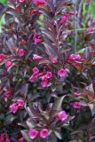 Weigela Nana Purpurea - Rotbl�ttrige Weigelien Pflanze