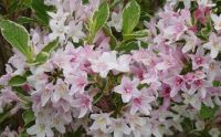 Weigela Variegata - Panaschierte Weigelien Pflanze