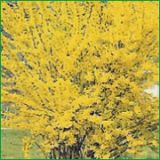 Forsythia intermedia Spectabilis - Forsythie / Goldgl�ckchen Pflanze