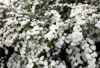 Spiraea vanhouttei - Prachtspiere Pflanze