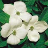 Cornus X  Aurora - Blumenhartriegel Pflanze