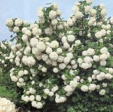 Viburnum opulus Roseum - Gef�llter Schneeball Pflanze