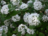 Viburnum carlesii Aurora - Koreanischer Duftschneeball Pflanze