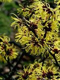 Hamamelis intermedia Arnold Promise - Gelbe Zaubernuss Pflanze