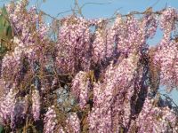 Wisteria floribunda Rosea - Japanischer Blauregen Pflanze