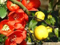 Chaenomeles japonica Cido - Nordische Zitronen Pflanze