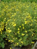 Potentilla fruticosa - F�nffingerstrauch Pflanze
