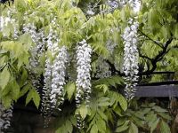 Wisteria floribunda Alba - Japanischer-Blauregen Pflanze