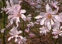 Magnolia loebneri Leonard Messel - Rosa Sternmagnolien Pflanze-/Baum