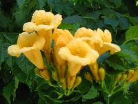 Campsis radicans Flava - Gelbe Trompetenblume Pflanze