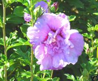 Hibiscus syriacus Lavender Chiffon - Garten-/Strauch-Eibisch Pflanze