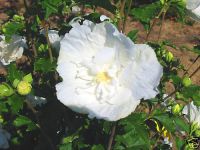 Hibiscus syriacus White Chiffon - Garten-/Strauch-Eibisch Pflanze