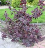 Corylus avellana Red Majestic - Rote Korkenzieher-Haselnuss Pflanze-/Baum