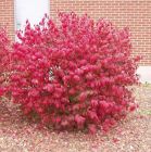 Euonymus alatus - Korkfl�gelstrauch Pflanze