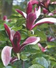 Magnolia liliiflora Nigra - Purpur-Magnolien Pflanze-/Baum