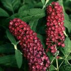 Buddleja davidii Royal Red - Sommerflieder Pflanze