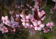 Prunus cerasifera Nigra - Blutpflaume Pflanze-/Baum