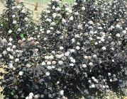 Physocarpus opulifolius Diabolo - Roter Spierstrauch Pflanze