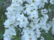 Exochorda macrantha The Bride - Prunkspiere Pflanze