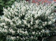 Prunus laurocerasus Otto Luyken - Kirschlorbeer Pflanze-/Baum