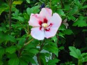 Hibiscus syriacus Hamabo - Garten-/Strauch-Eibisch Pflanze