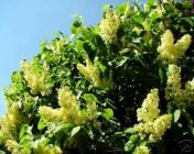 Syringa vulgaris Primrose - Edelflieder Pflanze-/Baum
