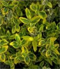 Euonymus Emerald`n Gold - Gelbbunte Kriechspindel Pflanze