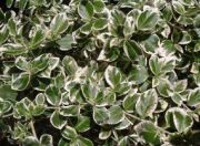 Euonymus fortunei Variegatus - Weissbunte Kriechspindel Pflanze