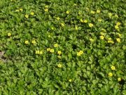 Waldsteinia ternata - Dreiblatt-Golderdbeere Pflanze