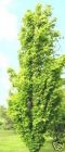 Fagus sylvatica Dawyck Gold - S�ulen-Goldbuchen Baum