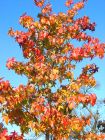 Liquidambar styraciflua - Amerikanischer-Amberbaum