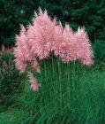 Cortaderia selloana Rosea - Pampasgras Rosa