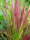 Imperata cylindrica Red Baron - Japanisches Blutgras