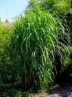 Miscanthus giganteus - Riesen-Chinaschilf