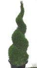 Thuja occidentalis Smaragd - Lebensbaum - Spirale