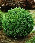 Buxus sempervirens - Buchsbaum-Kugel