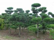 Pinus nigra - Schwarzkiefer-Bonsai