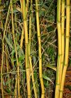 Phyllostachys aureosulcata f. Spectabilis - Zickzack-Bambus Pflanze