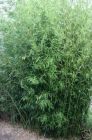 Phyllostachys humilis - Bronze-Bambus Pflanze