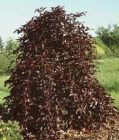 Fagus sylvatica Purpurea Pendula - H�nge-Blutbuchen Baum