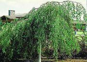 Betula pendula Youngii - H�nge-Birke