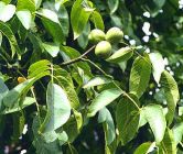 Juglans regia Weinsberg 1 - Walnuss-/Edelnuss Baum