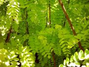 Robinia pseudoacacia Frisia - Goldakazien Baum