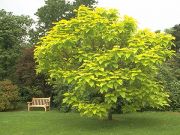 Catalpa bignonioides Aurea - Gold-Trompetenbaum