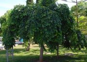 Ulmus glabra Camperdownii - H�nge-Trauerulmen Baum